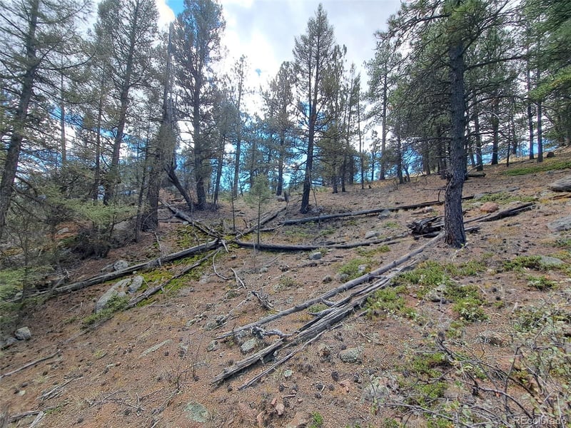 1077 Roland Dr, Bailey, CO 80421