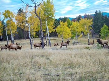 12434 S Us Hwy 285, Conifer, CO 80433