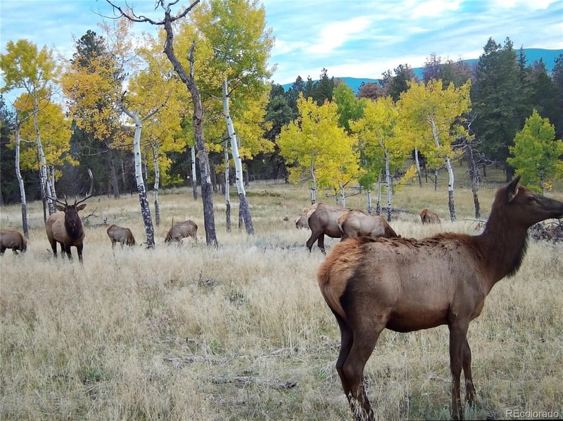 12434 Us Hwy 285, Conifer, CO 80433