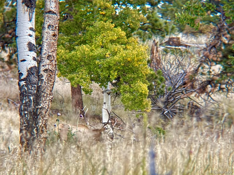 12464 Us Hwy 285, Conifer, CO 80433