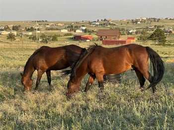 12835 Forest Green Dr, Elbert, CO 80106