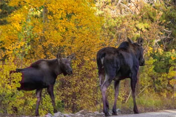 18957 County Road 162, Nathrop, CO 81236