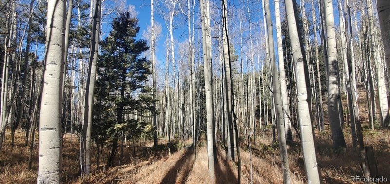 Lot 6060 Forbes Rd Lot 6060, San Luis, CO 81152