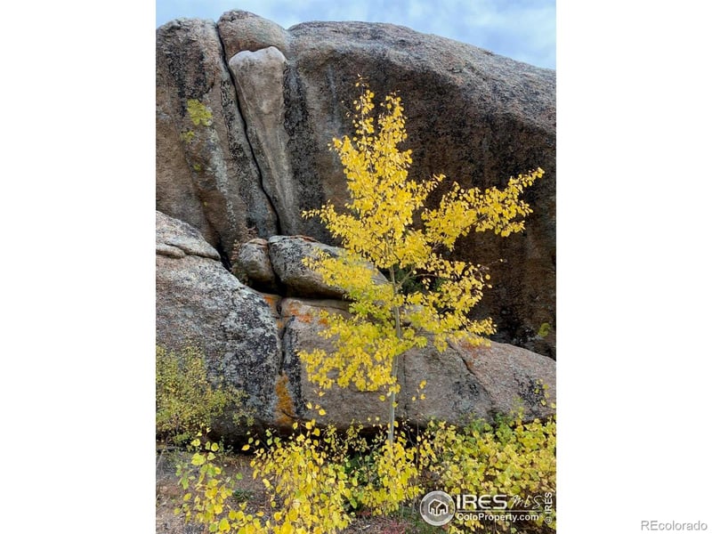 Northwoods Dr, Red Feather Lakes, CO 80545