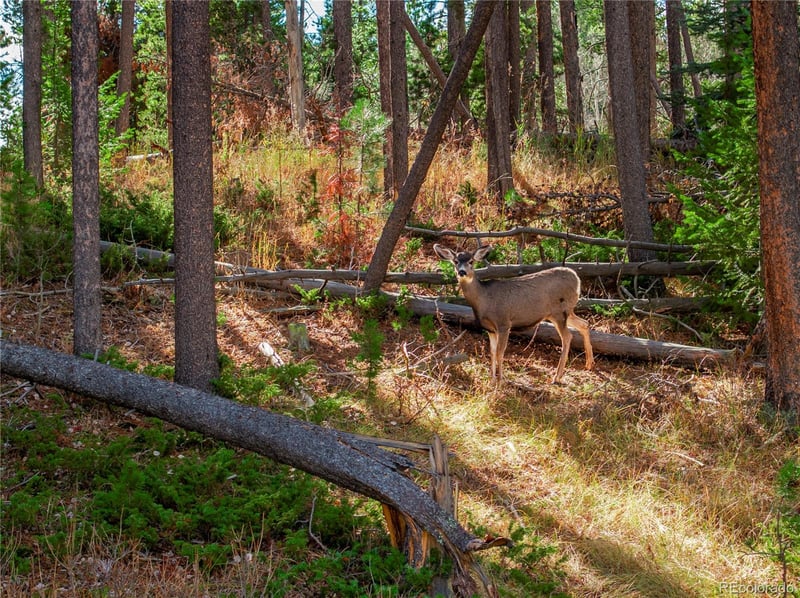 Lot 216620 Indian Springs Rd, Conifer, CO 80433