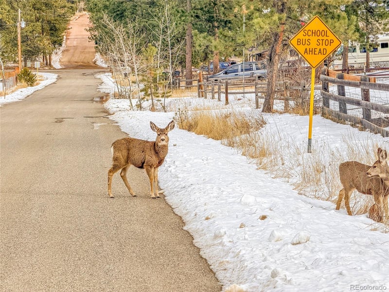 99 Mohawk Trl, Pine, CO 80470