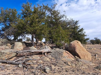 1282 Ute Tc, Hartsel, CO 80449