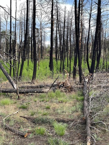 986 Levy Pl, Fort Garland, CO 81133