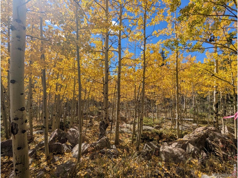 Bear Gulch Rd, Red Feather Lakes, CO 80545