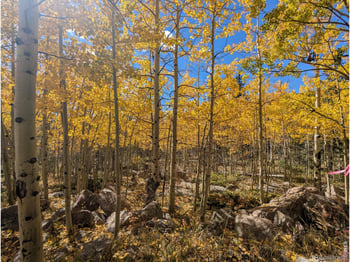 Bear Gulch Rd, Red Feather Lakes, CO 80545