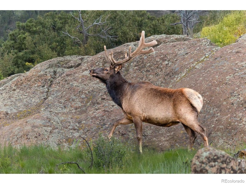 321 May Ave, Lyons, CO 80540