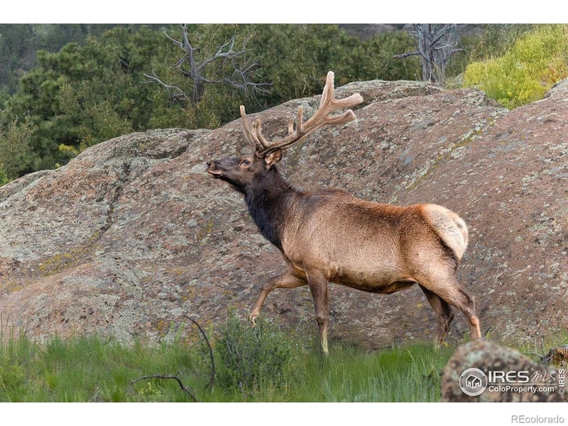 321 May Ave, Lyons, CO 80540