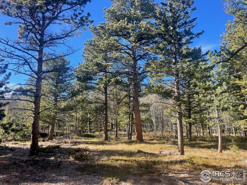 399 Skinner Rd, Allenspark, CO 80510