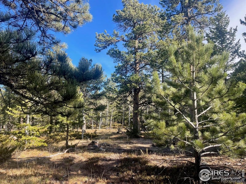 399 Skinner Rd, Allenspark, CO 80510