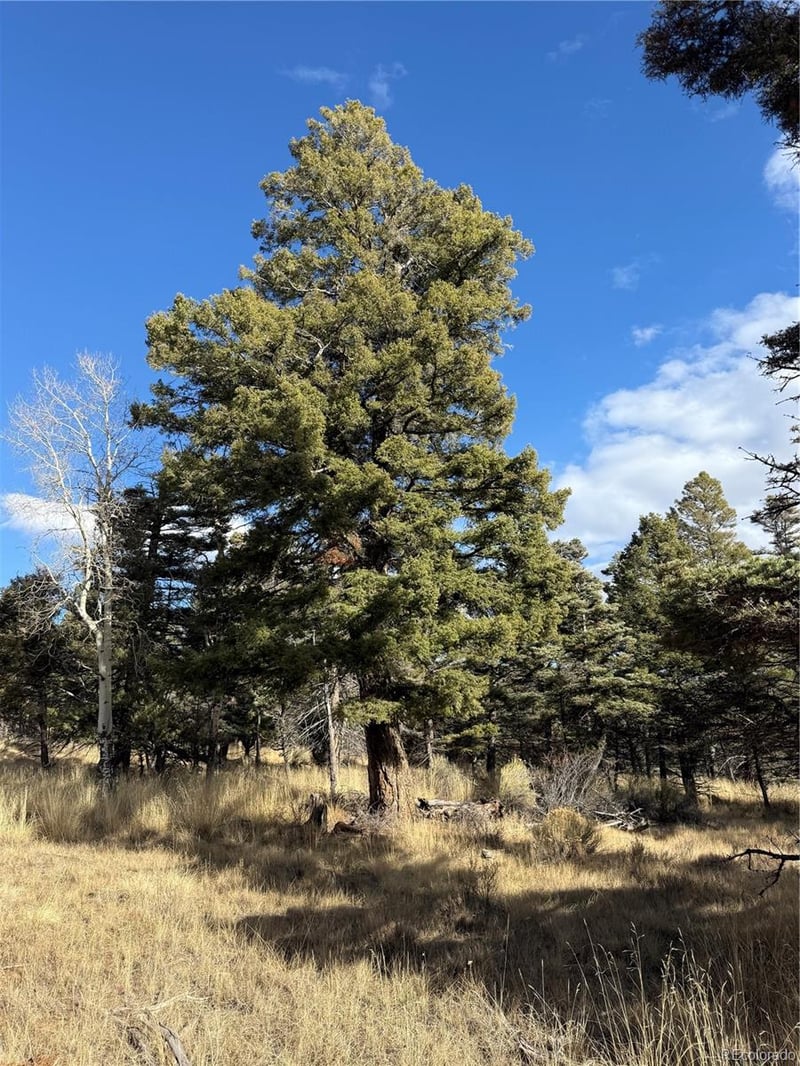 310 Morley Pl, Fort Garland, CO 81133