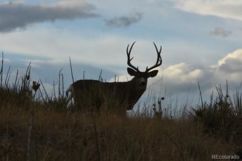 7668 Brown Bear Way, Littleton, CO 80125