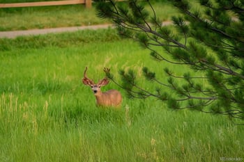 9788 Johnson Way, Littleton, CO 80127