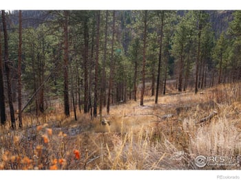 Cougar Cir Ct, Bellvue, CO 80512