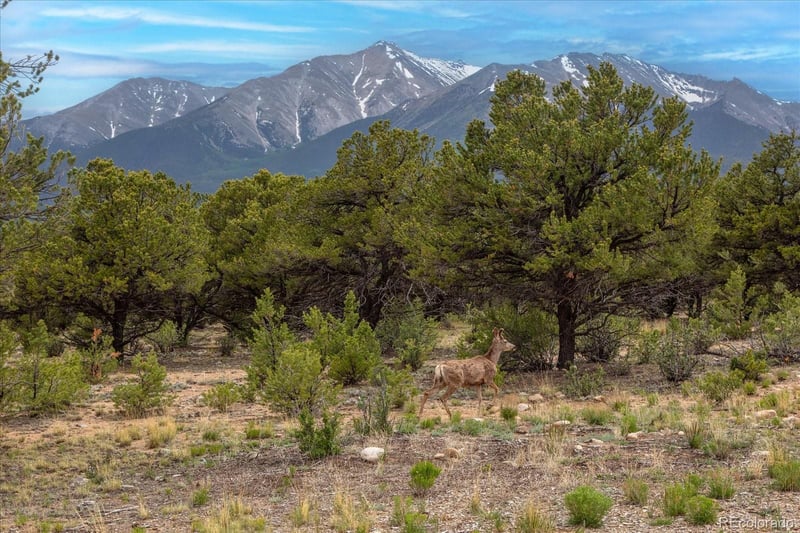 29274 Lakota Ln, Buena Vista, CO 81211