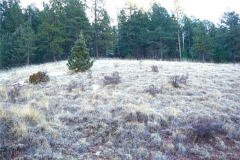 637 Valley Rd, Divide, CO 80814