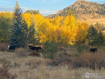 150 Mount Fisher Ct, Livermore, CO 80536