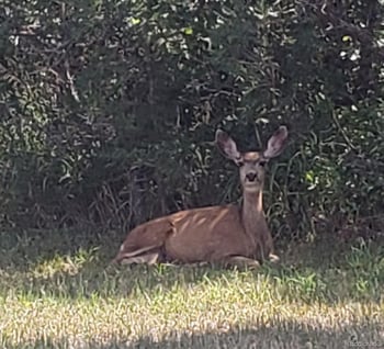 3358 Castle Butte Dr, Castle Rock, CO 80109