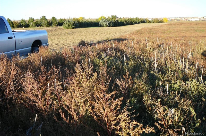 TBD Hwy 52, Wiggins, CO 80654