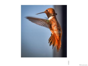 555 James Park Trl, Loveland, CO 80537