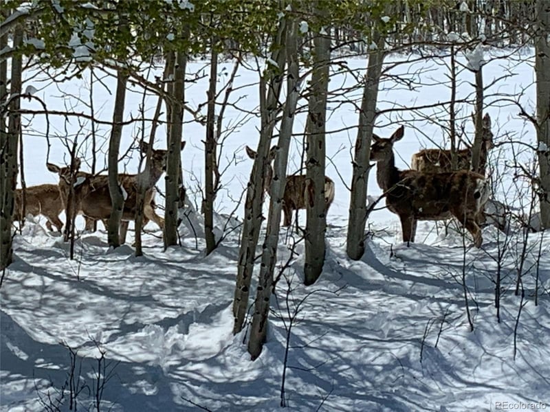 Michigan Hill Rd, Jefferson, CO 80456