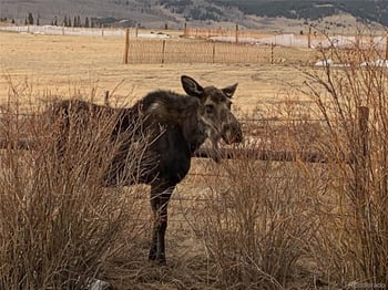Michigan Hill Rd, Jefferson, CO 80456