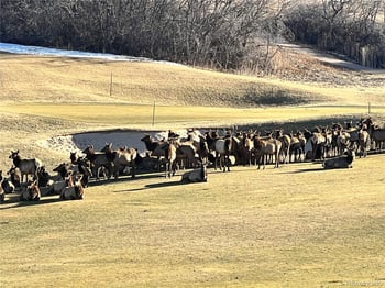 1118 Berganot Trl, Castle Pines, CO 80108