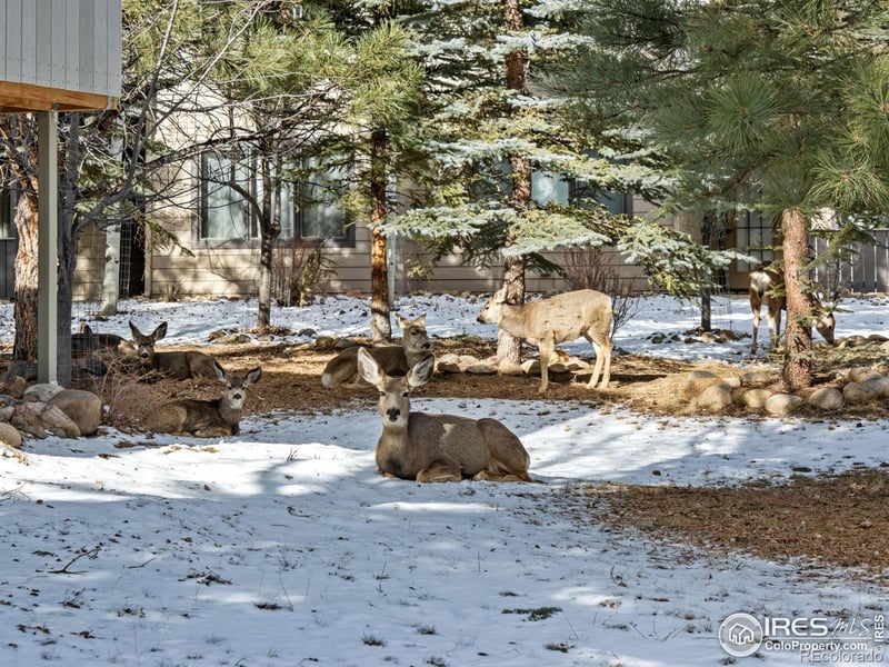 638 Park River Pl, Estes Park, CO 80517