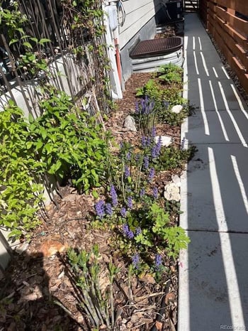 732 Boulder Peak Ave, Erie, CO 80516