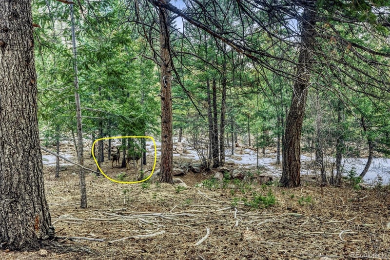 Rock Ridge Rd, Palmer Lake, CO 80133