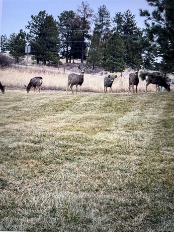 9050 Mary Clarke Pl, Parker, CO 80138