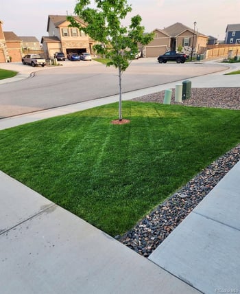 910 Pierson Ct, Windsor, CO 80550