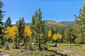 30854 Forest Shadow Trl, Conifer, CO 80433