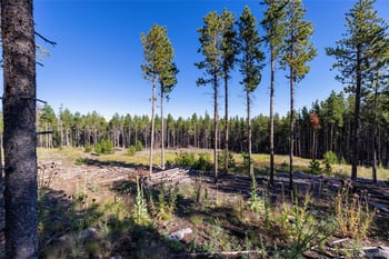 30894 Forest Shadow Trl, Conifer, CO 80433