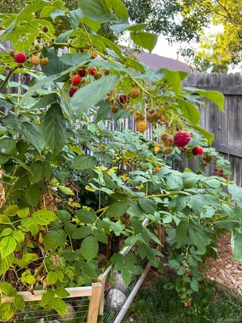 5904 Netherland Cir, Centennial, CO 80015