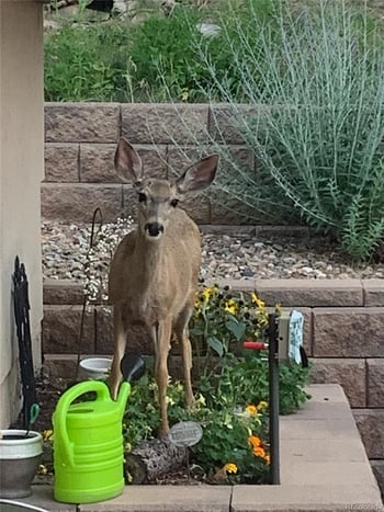 620 Cumberland Rd, Larkspur, CO 80118