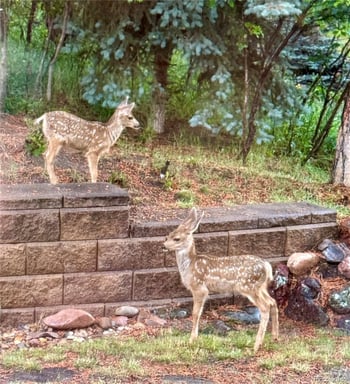 620 Cumberland Rd, Larkspur, CO 80118