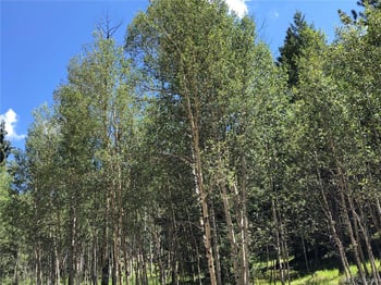 3015 Mountain Estates Rd, Florissant, CO 80816