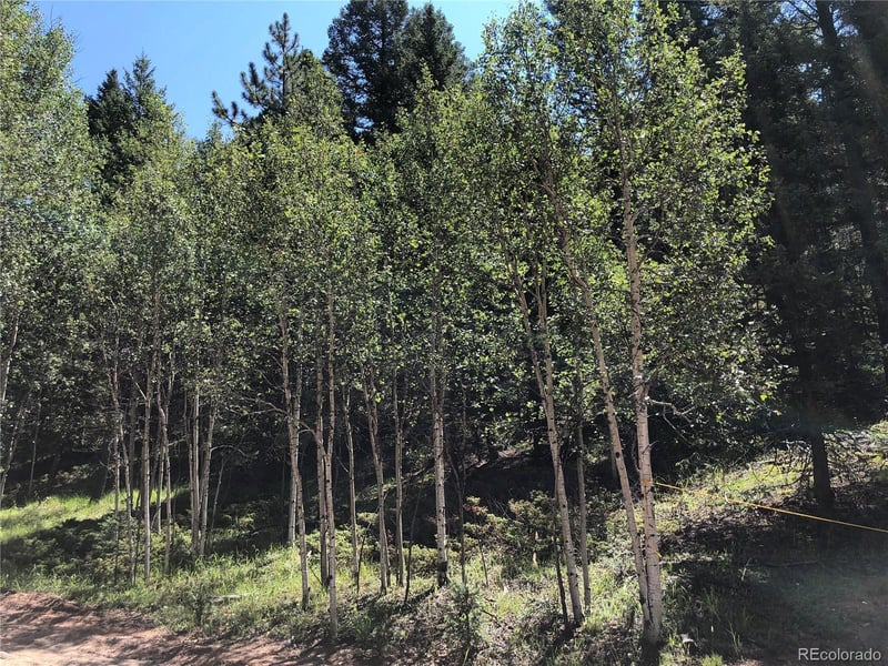 3015 Mountain Estates Rd, Florissant, CO 80816