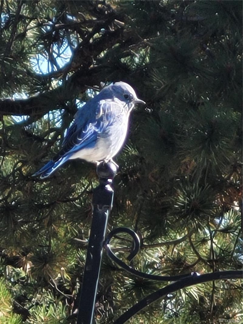 1080 Brahma Cir, Hartsel, CO 80449