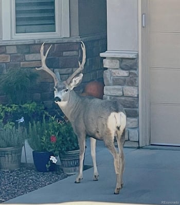 6941 Fargo Trl, Littleton, CO 80125