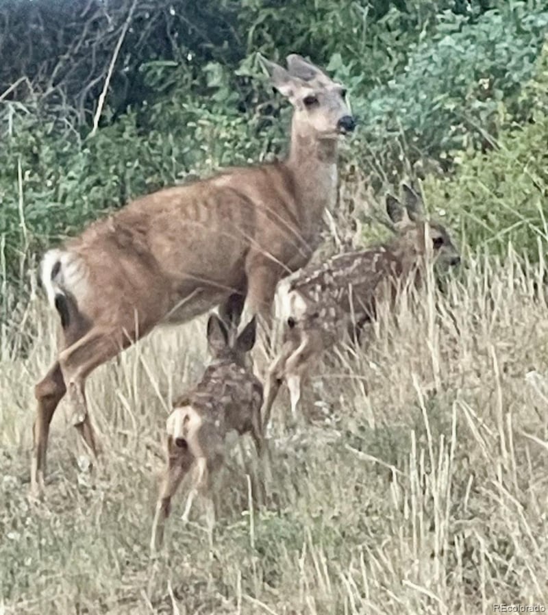 6941 Fargo Trl, Littleton, CO 80125