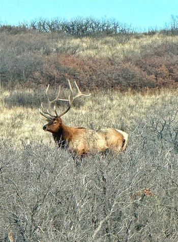 3100 Mccracken Ln, Castle Rock, CO 80104