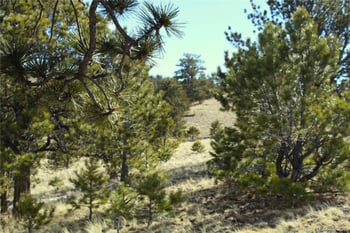 832 Ahlers Ln, Hartsel, CO 80449