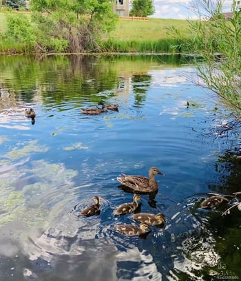 10896 Valleybrook Cir, Highlands Ranch, CO 80130