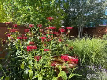 1503 Hollyberry St, Berthoud, CO 80513